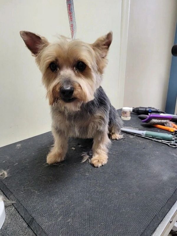  Freshly groomed small Terrier dog