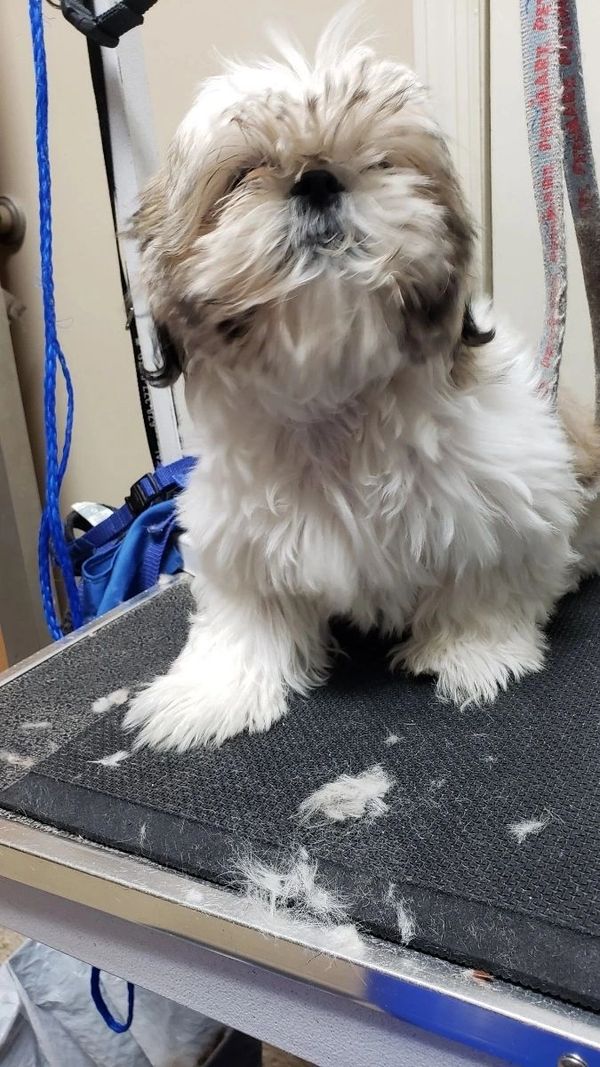 Fluffy white small dog grooming