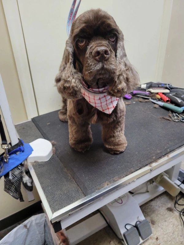Groomed brown dog wearing bandana