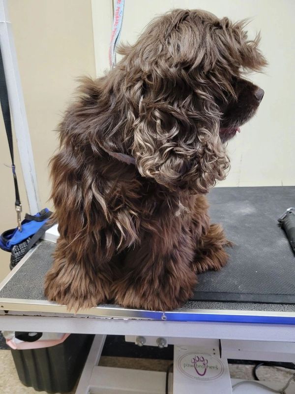 Ungroomed messy brown dog sitting