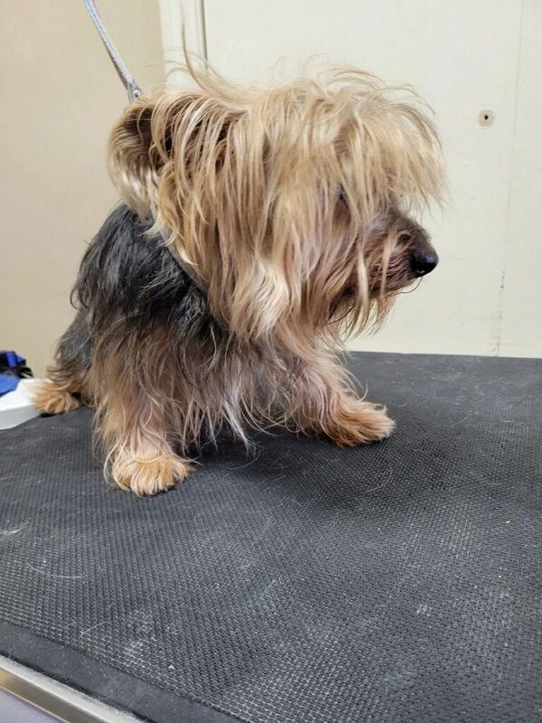 Long-haired scruffy Terrier dog sitting