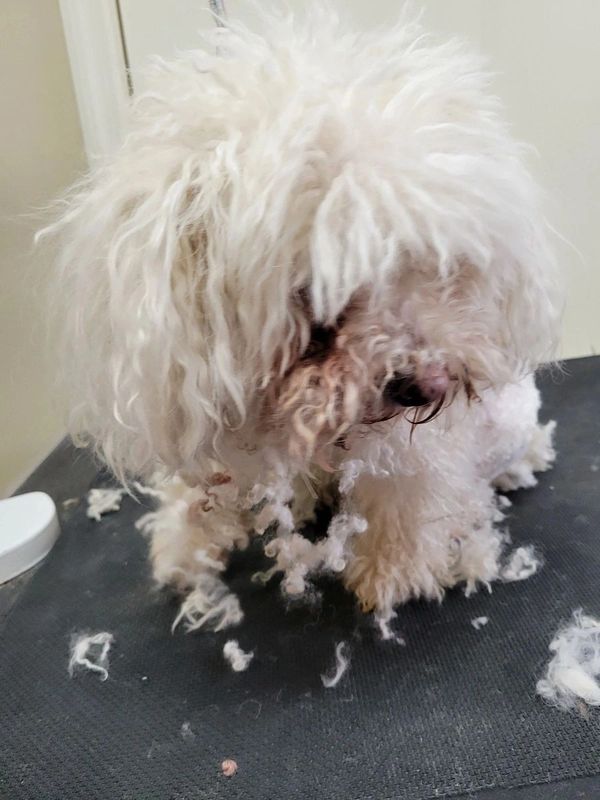 Ungroomed scruffy white fluffy dog

