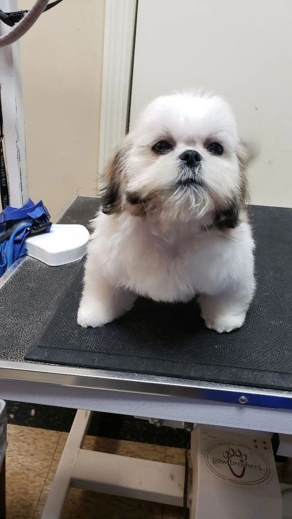 Freshly groomed white Shih Tzu
