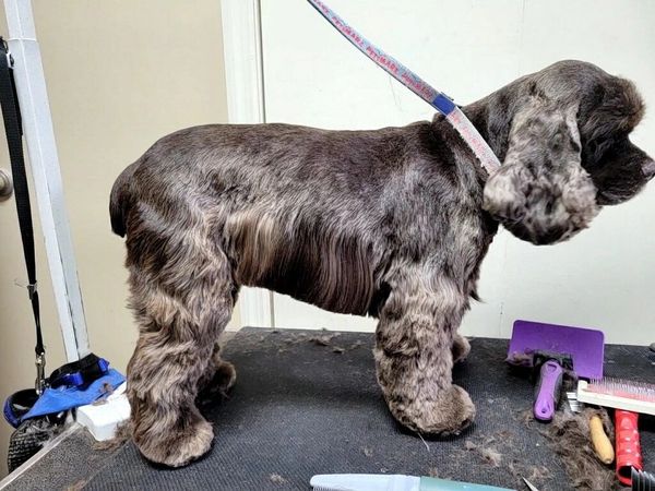 Groomed Schnauzer dog standing side-profile