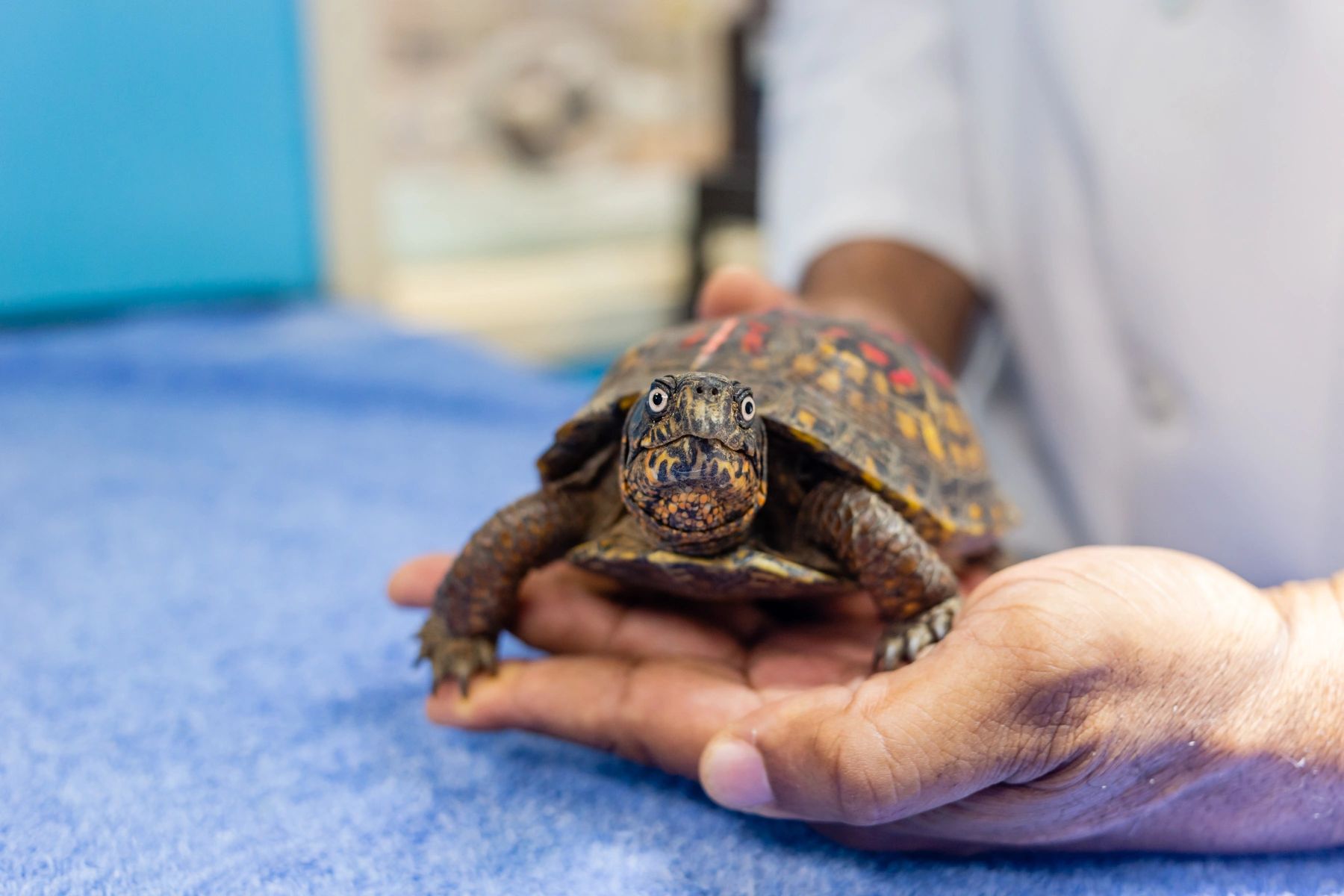 All Species Animal Hospital