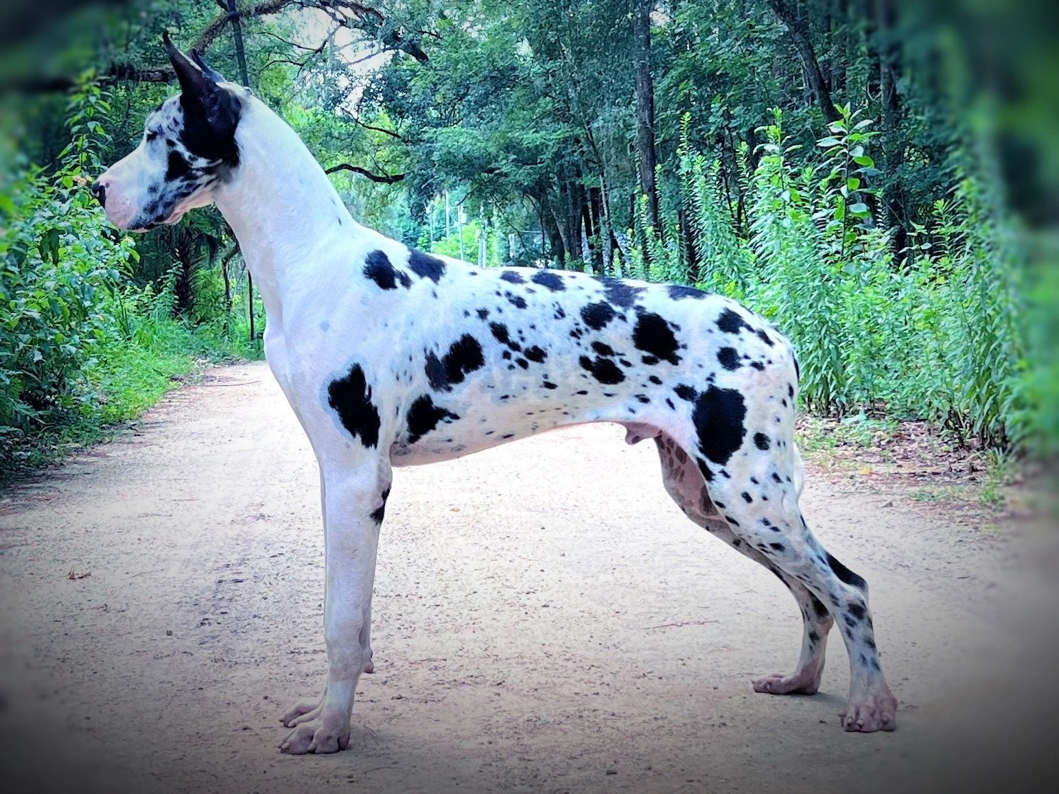 Dalmatian Dane Dog Breeds Dalmatian And Great Dane Mix Dalmatian