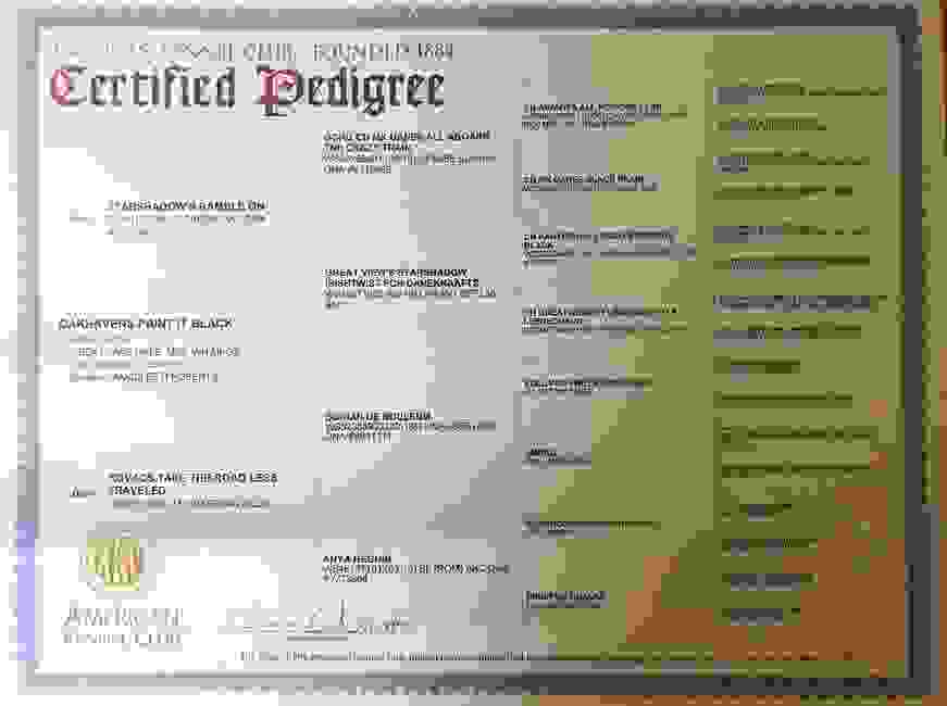 Stone Oak Haven Great Danes