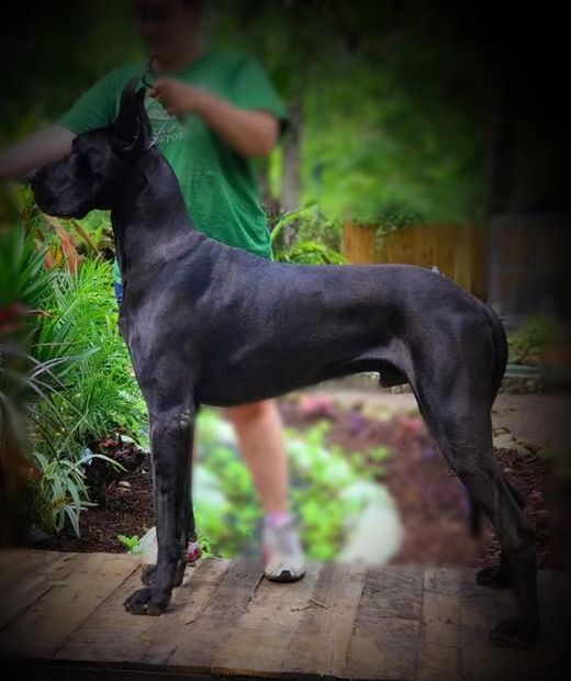 Zeppelin Oak Haven Great Danes