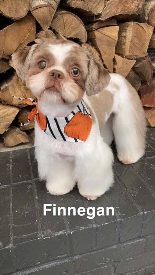 Reviews K9 Bath Body & Boarding