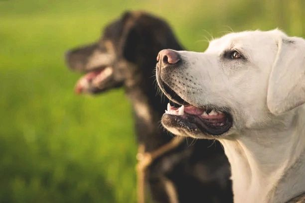 Oakland Dog Training Club cover