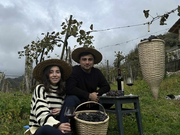 Couple harvesting grapes in a vineyard wearing straw hats.