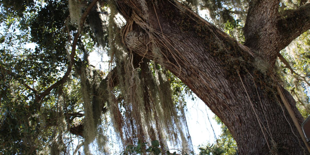 Bras müügil asukohas Fort Myers, Florida