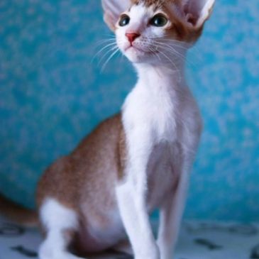 Curious cat sitting on a surface with a blue patterned background.