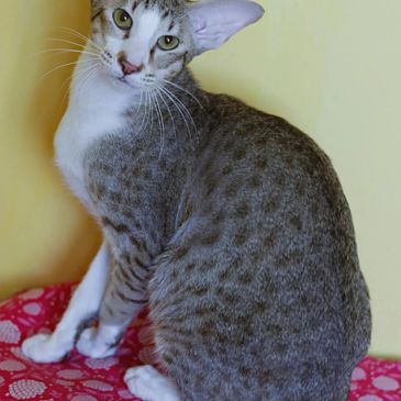 Elegant spotted cat sitting on a red patterned cushion.
