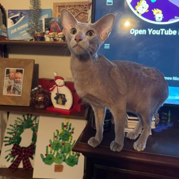 Curious cat standing on a table in a cozy living room.