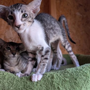 A kitten with big ears on a green cushion.