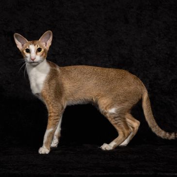 A slender brown and white cat against a black background.
