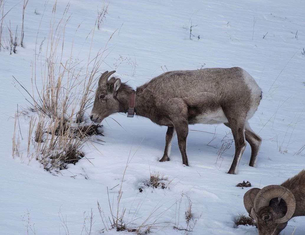 A collared female bighorn sheep in Yellowstone National Park. Christine Ney/Alamy A collared female bighorn sheep in Yellowstone National Park. Christine Ney/Alamy