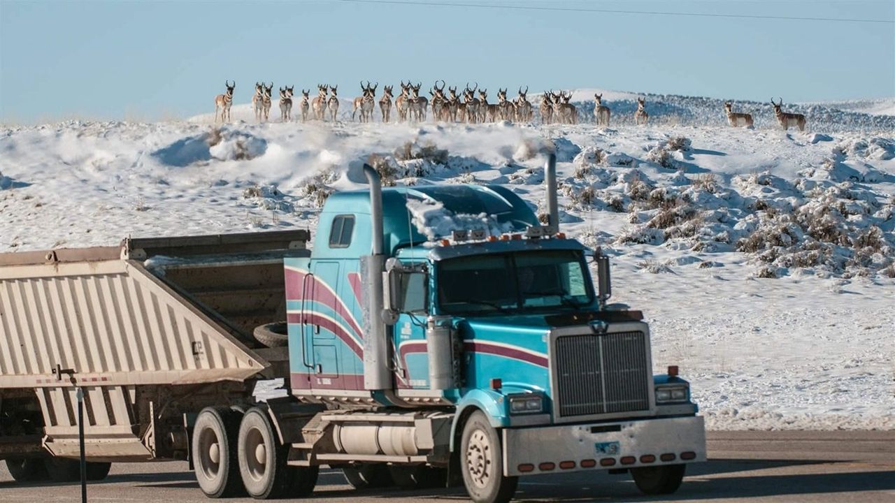 Pronghorn antelope in western Wyoming look to cross U.S. Highway 191 during their fall migration. This location now has a wildlife overpass, allowing the pronghorn to avoid car and truck traffic.  Photo by Joe Riis