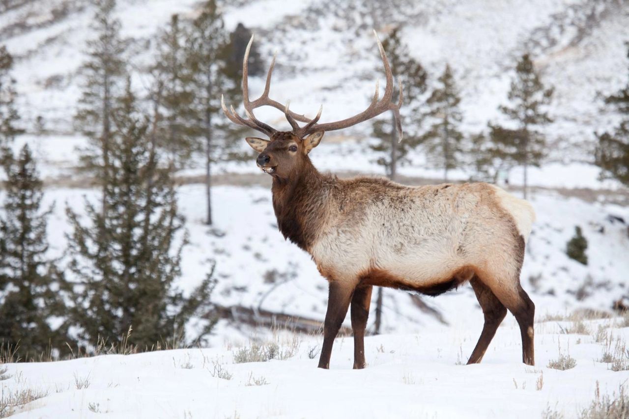   A group of 130 elk were helped across Highway 20 Friday morning. Getty Images 