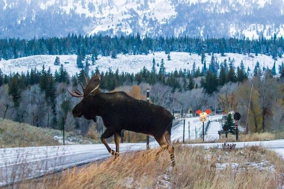 A bull moose tries to cross near the road near Jackson, Wyoming. (Photo Josh Metten.)