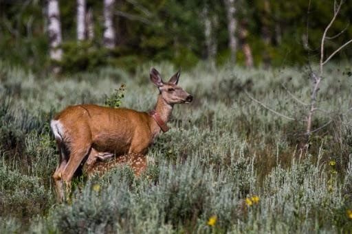 A collared mule deer doe and fawn nurses in Grand Teton National Park. GPS collar data from deer in the park has unveiled their migrations into Idaho to the West, nearly 100 miles northeast to ranches along the South and North Fork Shoshone Rivers, and south to the buttes above the town of Jackson. Research shows that our big game migrations are learned behaviors, passed down from generation to generation by each mother to her offspring. Elk, and other migratory species display a high fidelity to migration routes and habitat, returning to the same locations, year after year. Photo by Taylor Phillips A collared mule deer doe and fawn nurses in Grand Teton National Park. GPS collar data from deer in the park has unveiled their migrations into Idaho to the West, nearly 100 miles northeast to ranches along the South and North Fork Shoshone Rivers, and south to the buttes above the town of Jackson. Research shows that our big game migrations are learned behaviors, passed down from generation to generation by each mother to her offspring. Elk, and other migratory species display a high fidelity to migration routes and habitat, returning to the same locations, year after year. Photo by Taylor Phillips