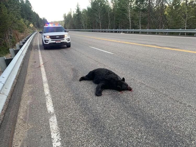 Black Bear killed on Ashton Hill August 24, 2019