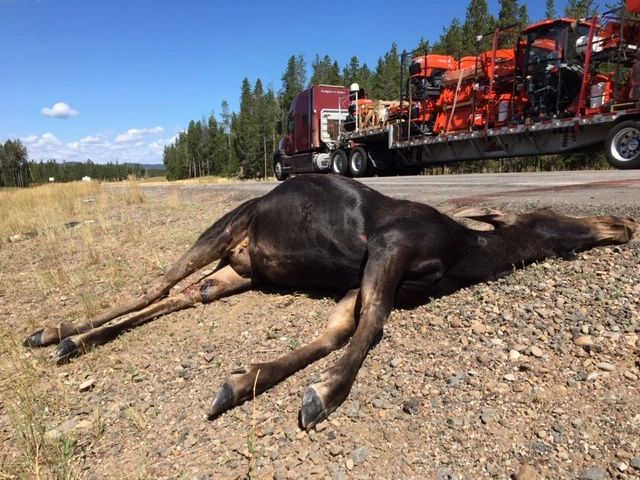 Moose hit on Hwy 20, seen on August 12, 2019