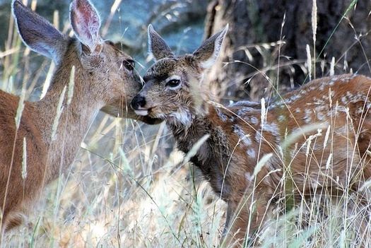 Migration routes allow mule deer and other species to move between winter habitat and areas with enough cover and food to give birth in spring. (Pixabay)