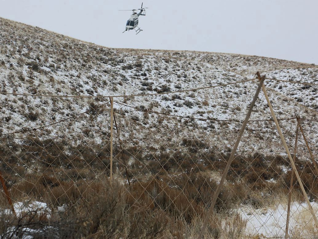 Drive netting involves a helicopter pilot flying at low elevation while funneling wildlife toward nets for capture. The operation is conducted with snow on the ground for extra padding during falls. Kris Millgate/www.tightlinemedia.com Drive netting involves a helicopter pilot flying at low elevation while funneling wildlife toward nets for capture. The operation is conducted with snow on the ground for extra padding during falls. Kris Millgate/www.tightlinemedia.com