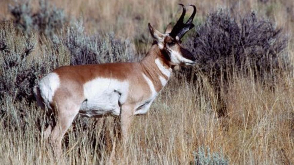 Idaho works to identify pronghorn migration patterns. (Idaho Department of Fish and Game)