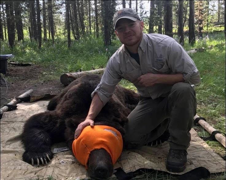 Bear Biologist, Jeremy Nicholson, captures and collars male grizzly bear for research.