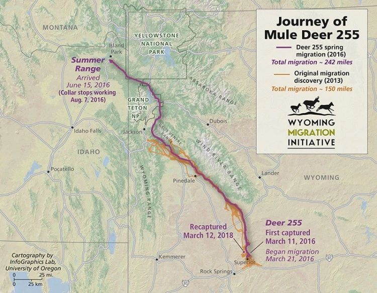 Deer 255’s amazing migration across the state of Wyoming and into Island Park, Idaho.