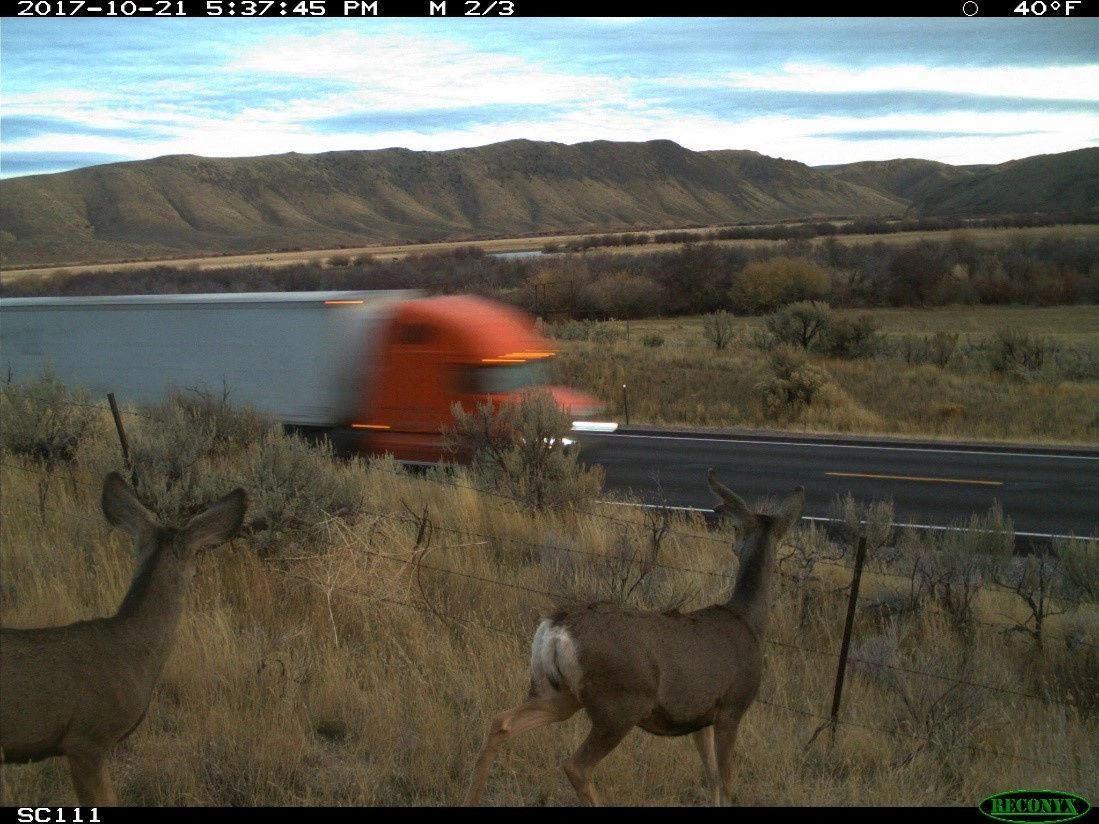   U.S. Highway 30 is a well known hot spot for wildlife-vehicle collisions. According to Idaho Department of Fish and Game roadkill data, more than 100 mule deer are struck and killed by vehicles annually on a 20-mile stretch of U.S. 30 near Rocky Point. COURTESY IDAHO DEPARTMENT OF FISH AND GAME 