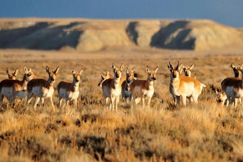 GPS mapping of migratory routes for Wyoming pronghorn and other large ungulates have helped western states build wildlife crossings. Photo by Tom Koerner, courtesy of U.S. Fish and Wildlife Service