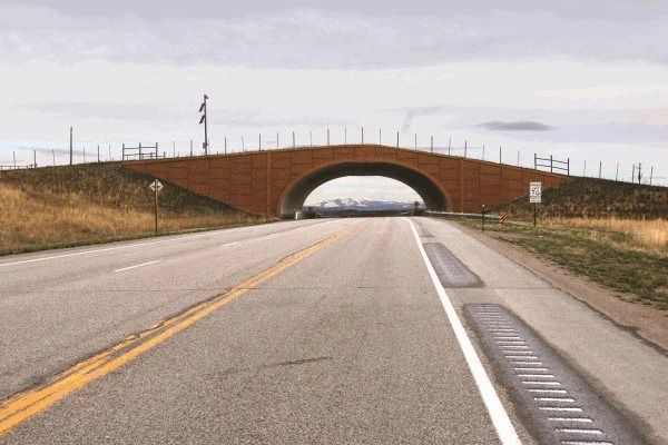 Trappers Point overpass west of Pinedale allows migrating pronghorn and mule deer to safely cross the highway. Since the overpass was built in 2012, vehicle-wildlife collisions in the area have been reduced by more than 80 percent. You can view regularly updated images of wildlife activity at Trappers Point at wgfd.wyo.gov/wildlife-in-wyoming/wildlive. (Photo by Mark Gocke/WGFD)