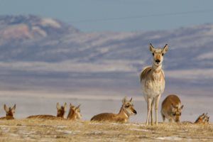 The stretch of highway can be difficult for pronghorn to navigate during winter migration.