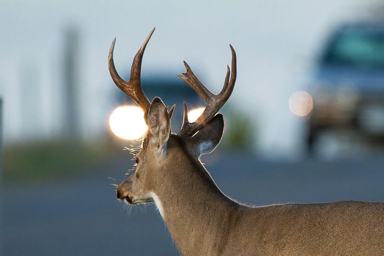  A white-tailed buck is backlit by headlights moments before it dashes across rush-hour traffic on Hillview Way in Missoula, Montana. Deer are frequently hit along this busy street as it bisects two islands of open space amid growing neighborhoods. During 2016 renovations to this key arterial, the city installed streetlights in part to help traffic spot wildlife, as well as a pedestrian/wildlife underpass at Moose Can Gully. That narrow tunnel of concrete, though, isn’t used very often by deer. Soon they won’t have as much incentive to cross; in November, the city approved construction of 68 townhouses which will cover most of the grassy meadow below Hillview. Photy by Paul Queneau