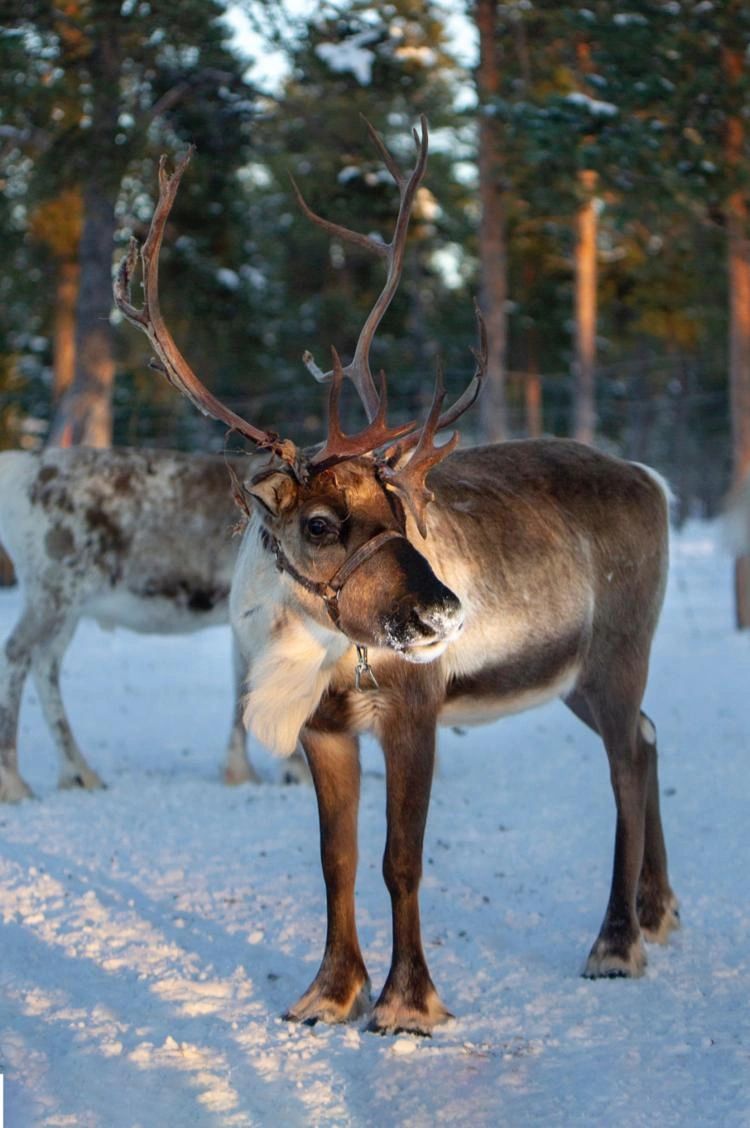 Reindeer may not hold the record for the longest migration, but they are in second place with an average 750 miles traveled per year. It is assumed distances traveled by flying reindeer were not included in calculating this average. Pexels