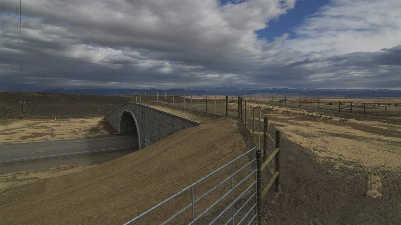 This bridge at Trappers Point, on U.S. Highway 191 west of Pinedale, Wyoming, provides safe crossings for pronghorn, deer, and other wildlife. About 30 miles of special fencing was installed to direct animals to the overpass. National Geographic