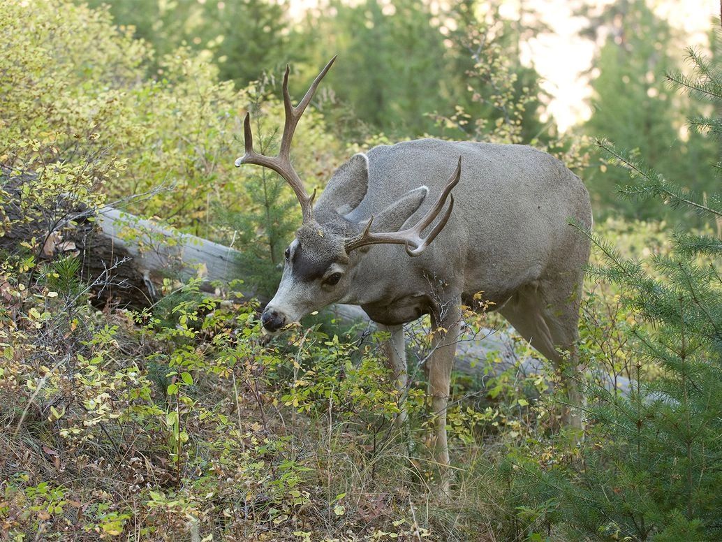 GPS collars help researchers learn about how deer and other animals are utilizing their summer range. Wildlife GMBH/Alamy GPS collars help researchers learn about how deer and other animals are utilizing their summer range. Wildlife GMBH/Alamy