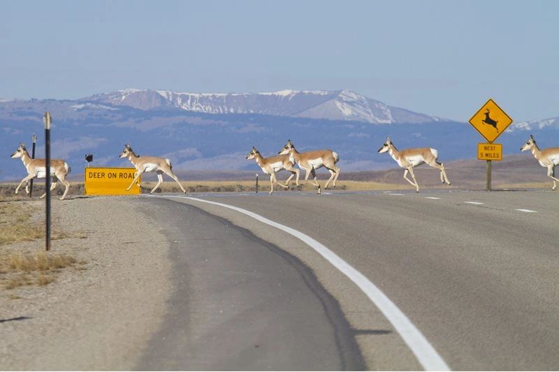 A group of pronghorn cross U.S. Highway 191 at Trappers Point crossing west of Pinedale prior to the overpass being constructed. Roadway projects cross the Cowboy State are aiming to reduce collisions with wildlife like these pronghorn. The Wyoming Game and Fish Department and Wyoming Department of Transportation prioritize finding creative solutions to prevent such collisions. Photo by Mark Gocke/WGFD