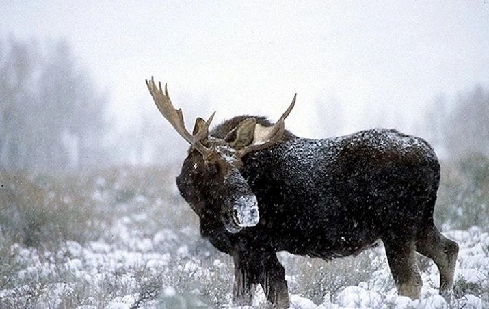 A moose wanders through its winter range. (Photo Stephanie Pierce.)