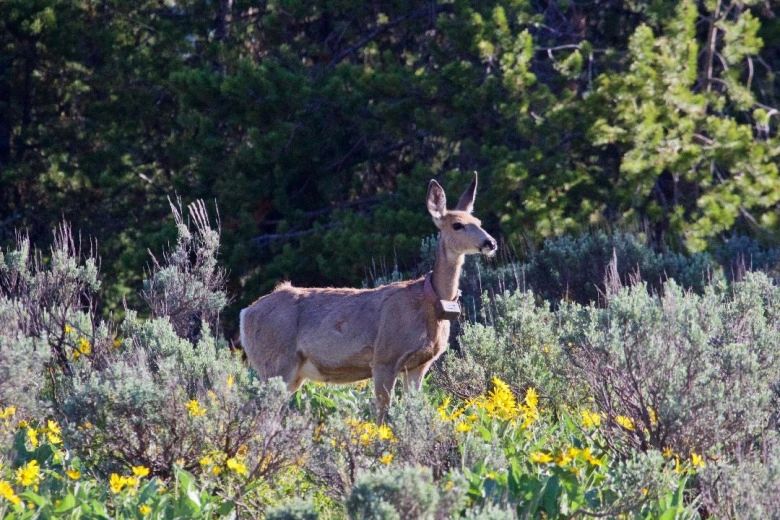 A mule deer doe with a GPS collar. She is helping researchers develop new maps to show where wildlife goes and the habitat it needs. Photo by Franz Camenzind