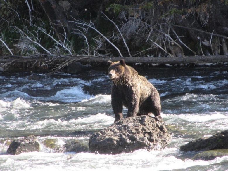 A grizzly searches for trout in the Yellowstone River. Photo by Phil Knight