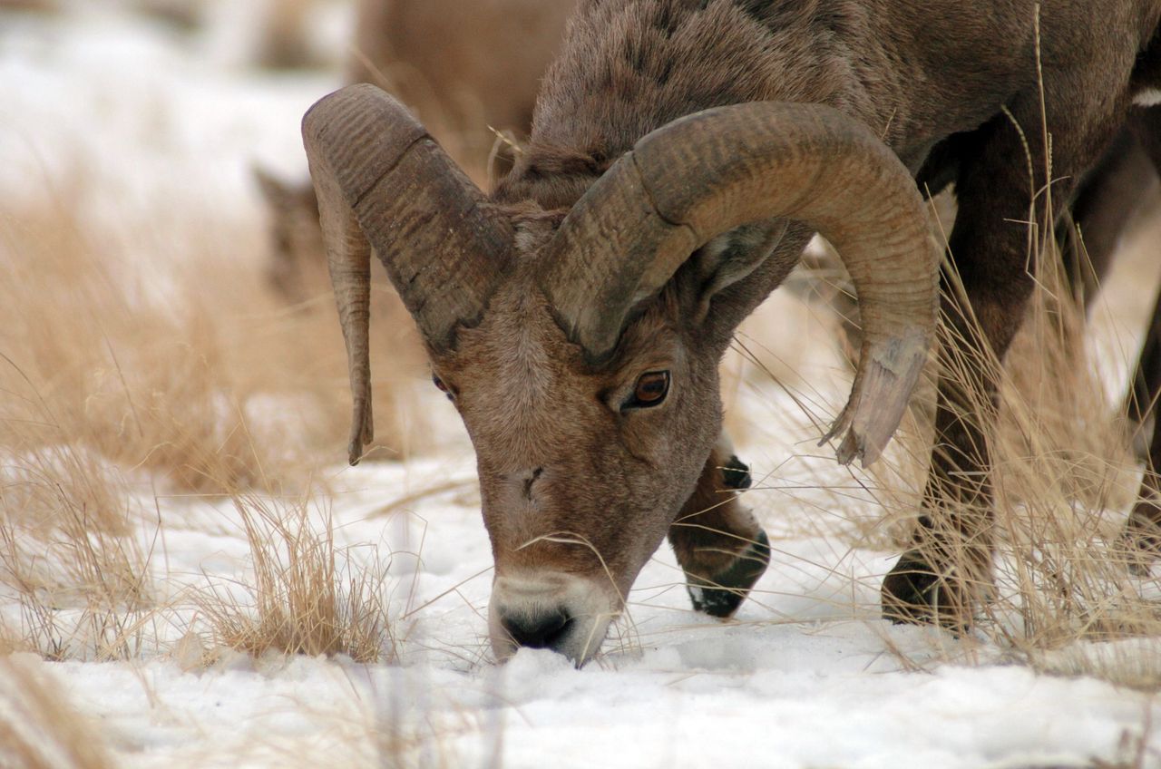 A ram grazes along the roadside. (Martin Kidston/Missoula Current file photo)