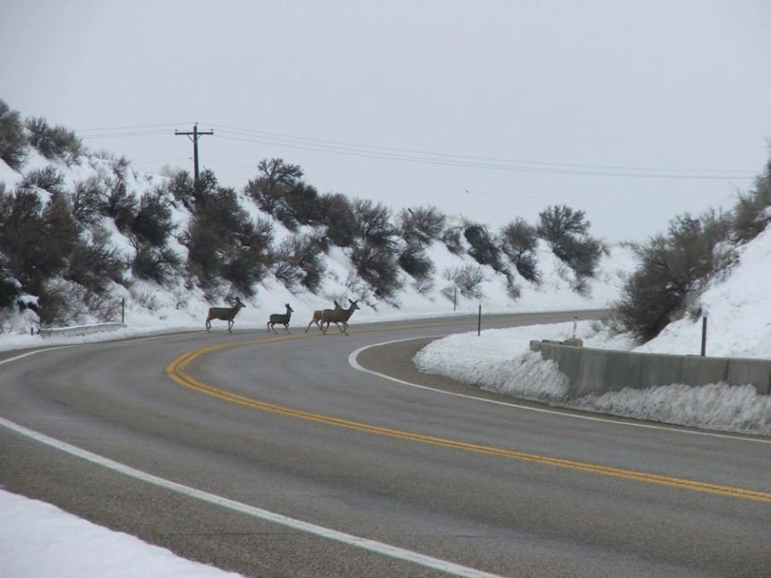 Photos: Courtesy Idaho Fish and Game