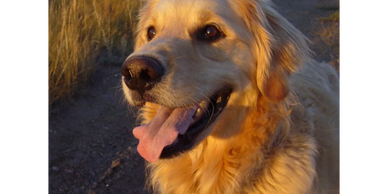 Happy Golden Retriever