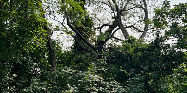 No matter the height of the tree, we are equipped for any tree removal.