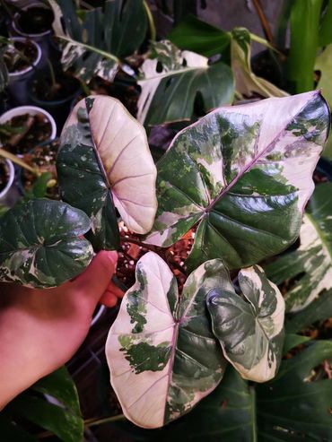 Alocasia Yucatán Var (pink)